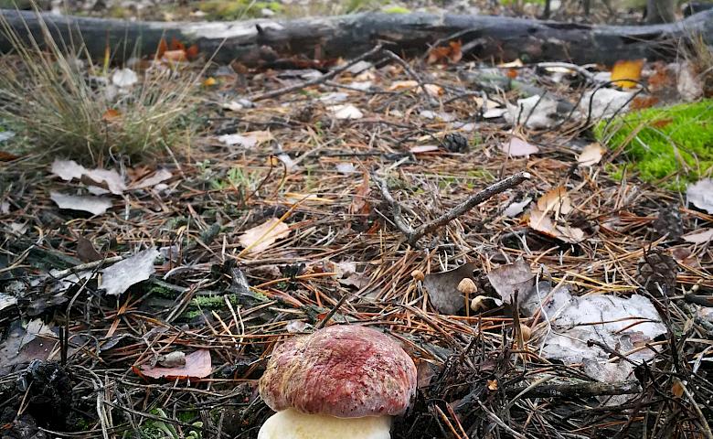 В Киевской области сезон не закрыт - мороз для грибов не проблема