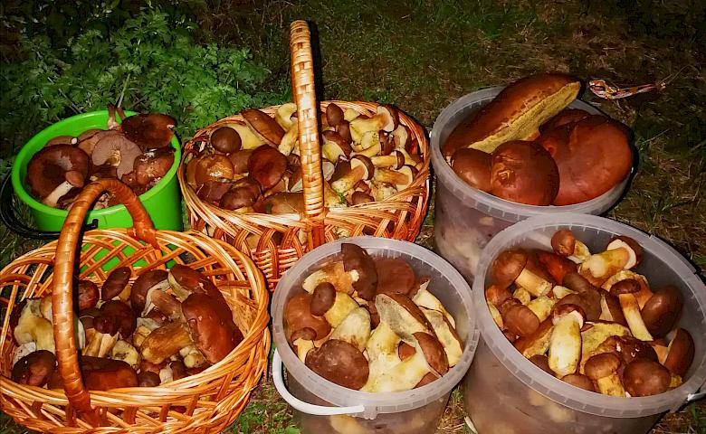 В Киевской области сезон не закрыт - мороз для грибов не проблема
