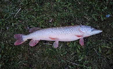 Гигантская щука - трофей рыбацкого сезона