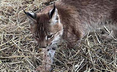 Зоозащитники рассказали как чувствует себя краснокнижная рысь, которую продавали через OLX на Обуховщине