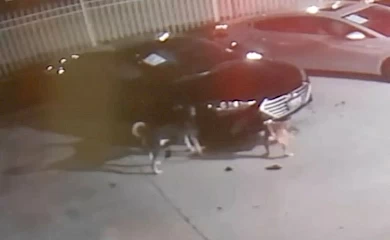 Две собаки разгромили автосалон: пострадали 5 автомобилей