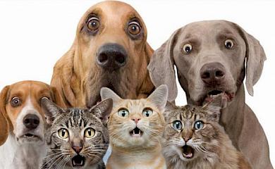 В Обухове до конца года планируют стерилизовать почти 100 бездомных животных