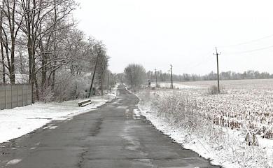 Село в Центральной Украине атакуют лисы: чем это грозит