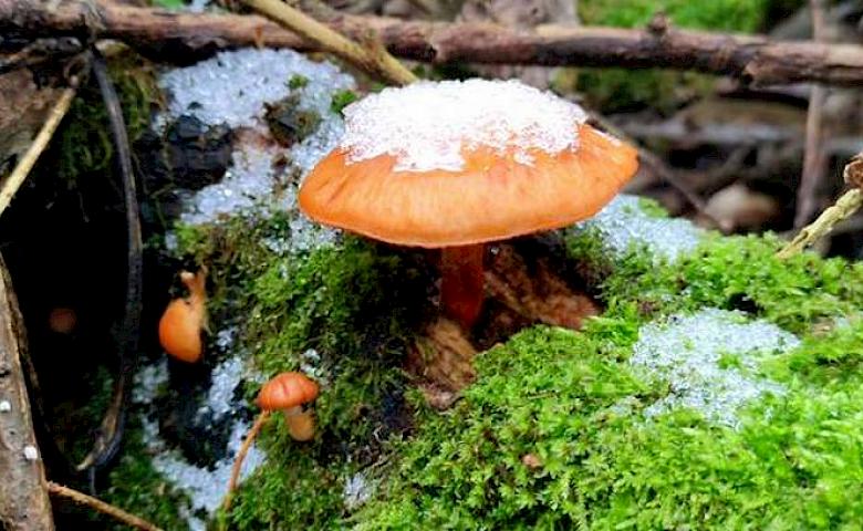 Обухов грибной: несмотря на морозы и снег, грибы продолжают жить и расти
