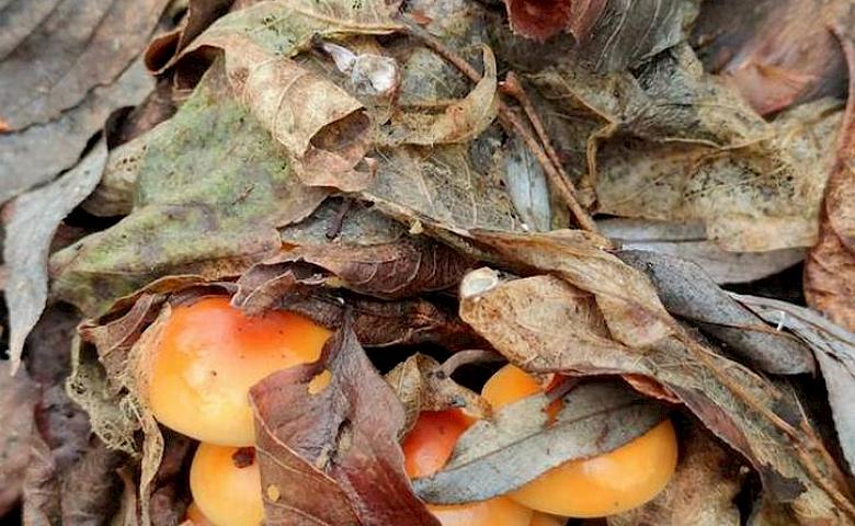 Обухов грибной: несмотря на морозы и снег, грибы продолжают жить и расти