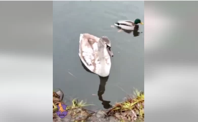 Неравнодушные люди рассказали историю об идеальном спасении лебедя (видео)