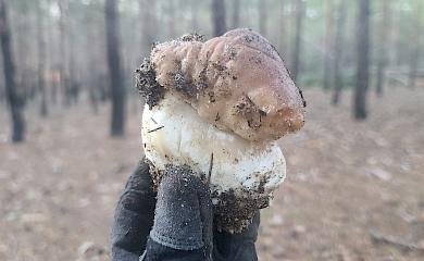 Несмотря на мороз и войну на Донбассе до сих пор собирают белые грибы