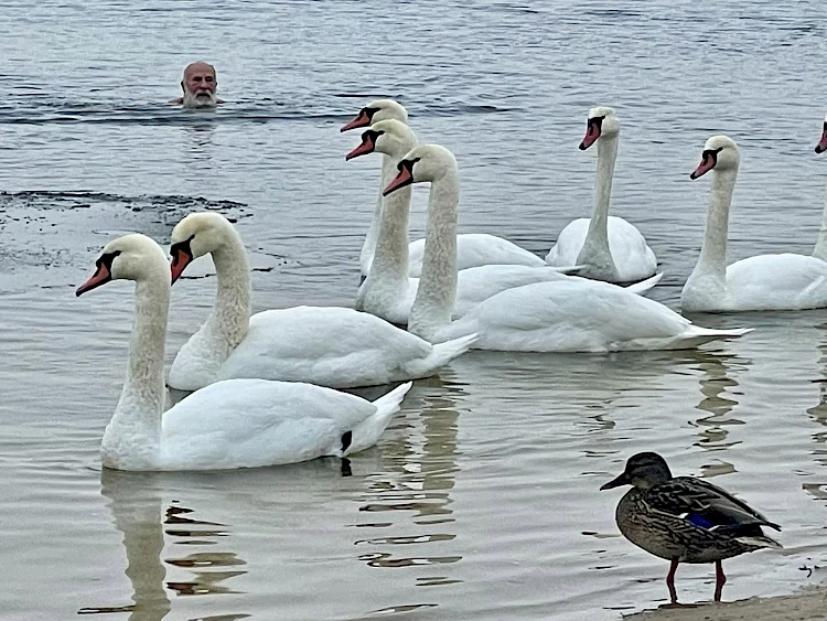 У Києві чоловік купається у крижаній воді разом з місцевими лебедями