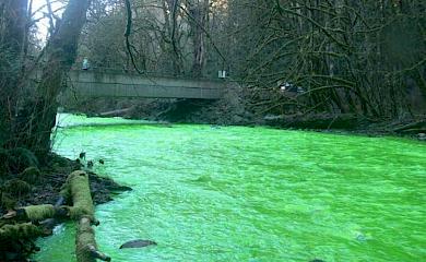 В Киевской области вода в реке позеленела до фантастического цвета