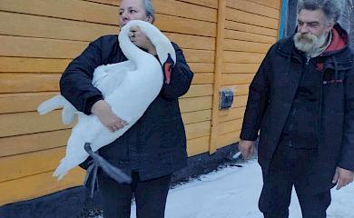 Лебедь, которого спасали, царапался и рычал как собака