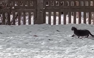 На відео кіт полює на білку: які у нього шанси на удачу
