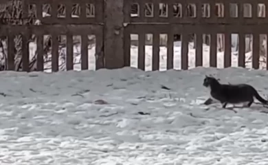 На видео кот охотится на белку: какие у него шансы на удачу