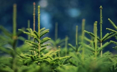 Где в Обухове купить новогодние елки и какой штраф грозит за их незаконную вырубку