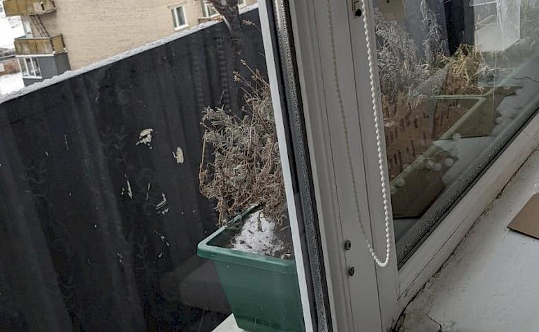 Хто на фото: в мережі визначають вид хижого птаха і чи їсть він синиць