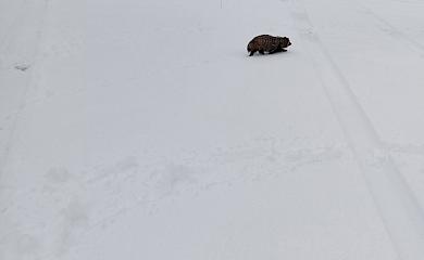 На вулиці зима, але чорнобильському єноту чомусь не спиться