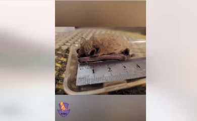 В квартиру залетели две летучие мыши, нашли одну: куда делась вторая