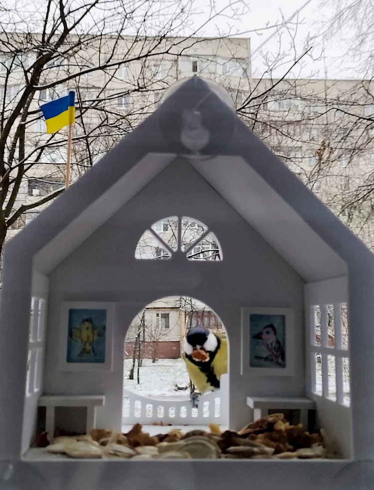 Жовто-блакитна синиця - символ зимових опору і перемоги