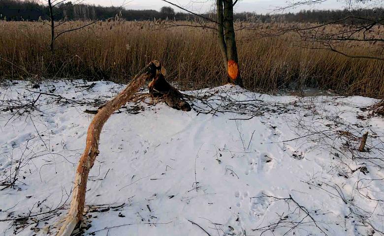 В киевском заповеднике рассказали, кто подтачивает деревья, как карандаши