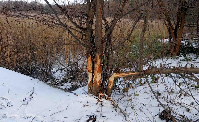 В киевском заповеднике рассказали, кто подтачивает деревья, как карандаши