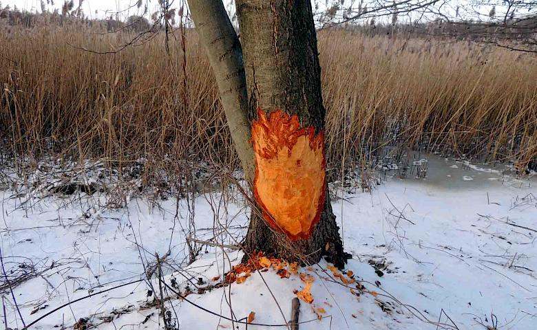 В киевском заповеднике рассказали, кто подтачивает деревья, как карандаши