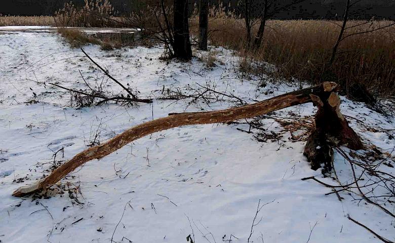 В киевском заповеднике рассказали, кто подтачивает деревья, как карандаши