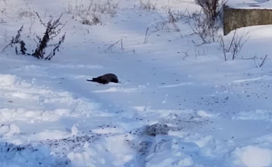 Ворона-чепуруха купалась в первом снегу и попалась фотографу