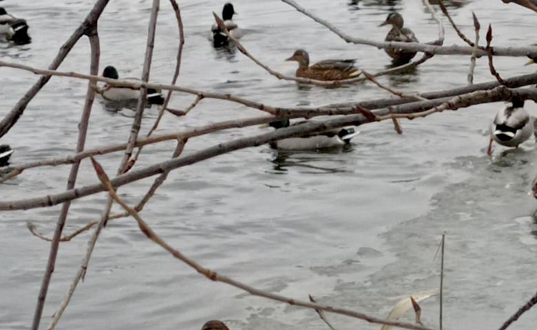 Дикі качки на зимових українських водоймах: чому вони не відлітають