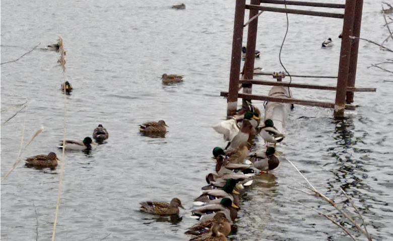 Дикі качки на зимових українських водоймах: чому вони не відлітають