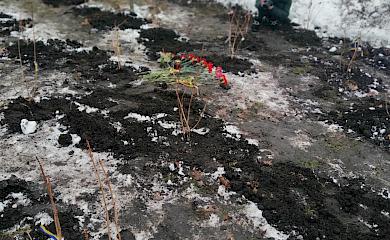 В киевском парке в память о погибших "азовцах" высадили калину