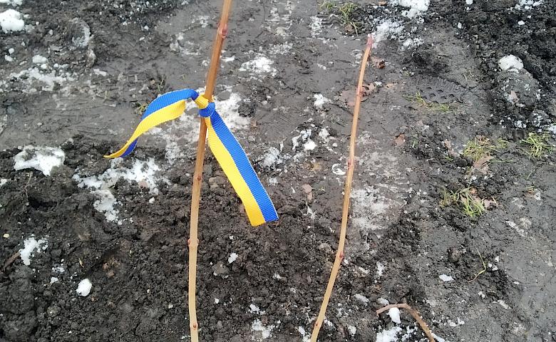 В киевском парке в память о погибших "азовцах" высадили калину