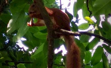 В сети появилась фотография белки с куриной костью: любит шашлык?