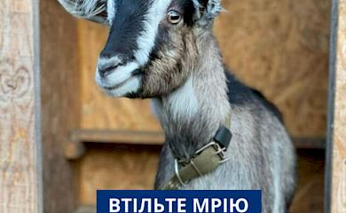 Хотели скормить собакам: история спасения Букашки