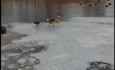 В мережі з'явилося кумедне відео як нутрія тікає від мисливського пса