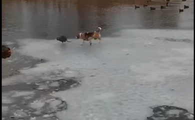 В сети появилось забавное видео как нутрия убегает от охотничьего пса