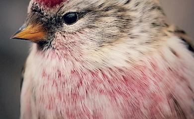Чечетка обыкновенная: зимний портрет одной из самых красивых птиц