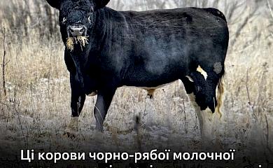 Їм добре на волі: як живуть дикі корови Чорнобильської зони