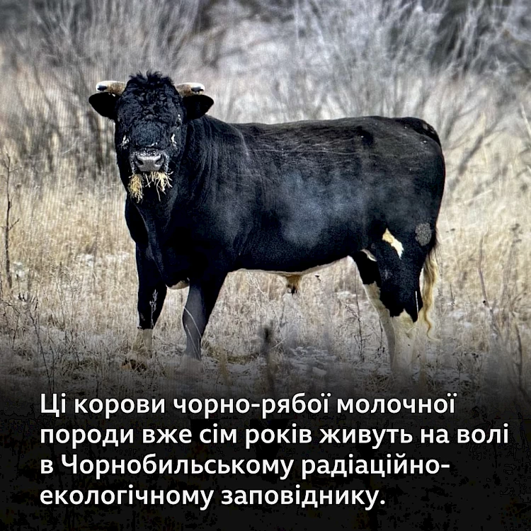 Їм добре на волі: як живуть дикі корови Чорнобильської зони
