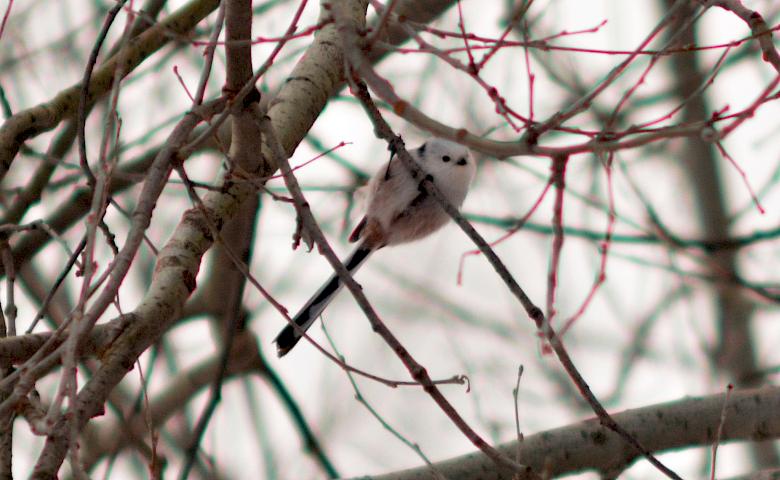 Яких пташок можна помітити взимку на київських озерах найчастіше: огляд