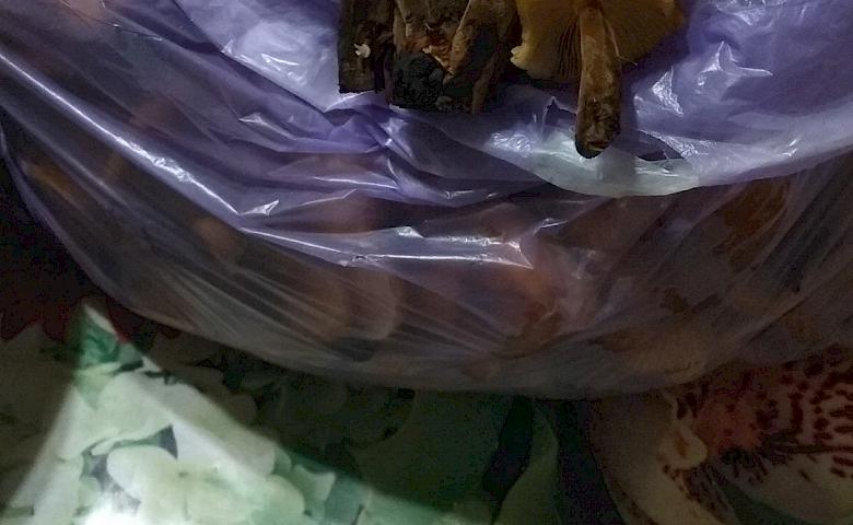 Зима, півгодини і відро грибів: де росте таке щастя