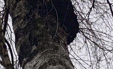 Наросты на дереве спутали с известным лечебным грибом: чем они похожи