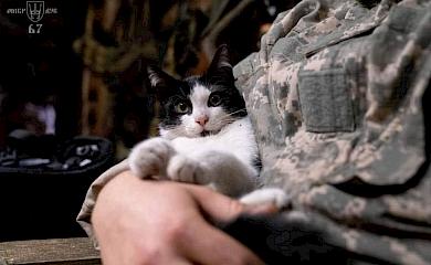 Коты спасают наших бойцов на фронте от мышей, обстрелов и стресса