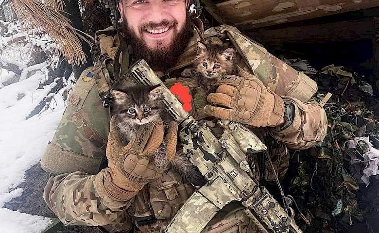 Коты спасают наших бойцов на фронте от мышей, обстрелов и стресса