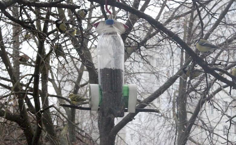 На кормушке зафиксирован новый вид, который преодолел монополию синичек
