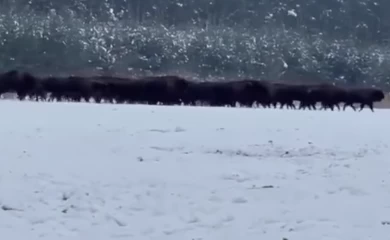 В Украине заметили самое большое в нашей стране стадо европейских бизонов