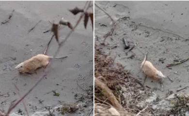 На березі водойми помітили невідому тварину з довгим хвостом: хто це міг бути