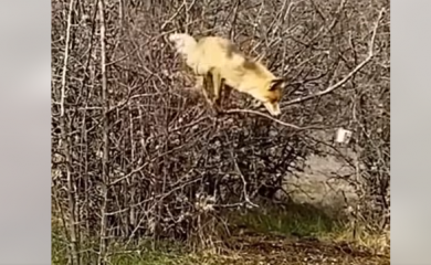 Лисиця, котра лізе на кущ за салом, розсмішила мережу