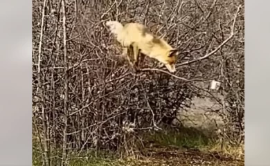 Лисиця, котра лізе на кущ за салом, розсмішила мережу