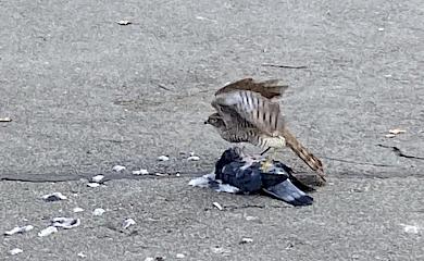 В Киеве хищная птица поймала голубя: кто на фотографии