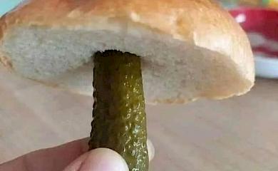 На праздники в Украине нашли новый вид гриба: есть в каждом доме
