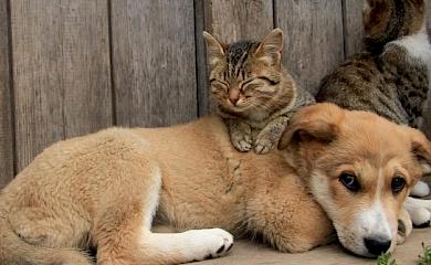 В Обухове планируют простерилизовать более 300 бездомных животных